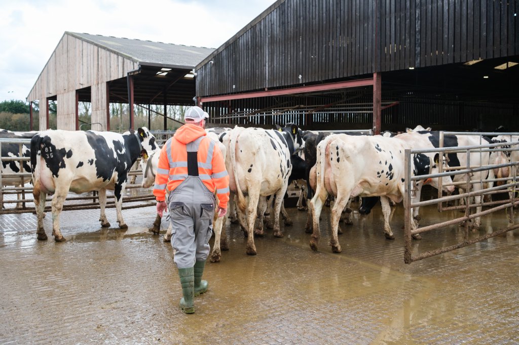 How Automated Monitoring Cut Severe Lameness by 75%: Professor George Oikonomou on Dairy Black Belt