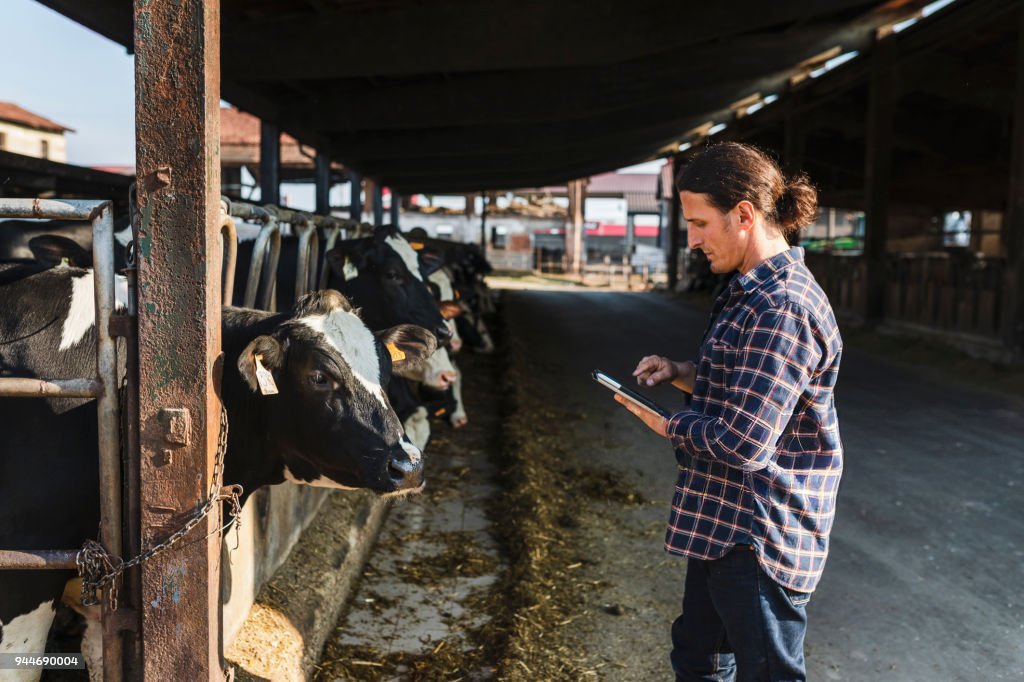 New potential in dairy breeding as CattleEye data supports genetic approaches to lameness