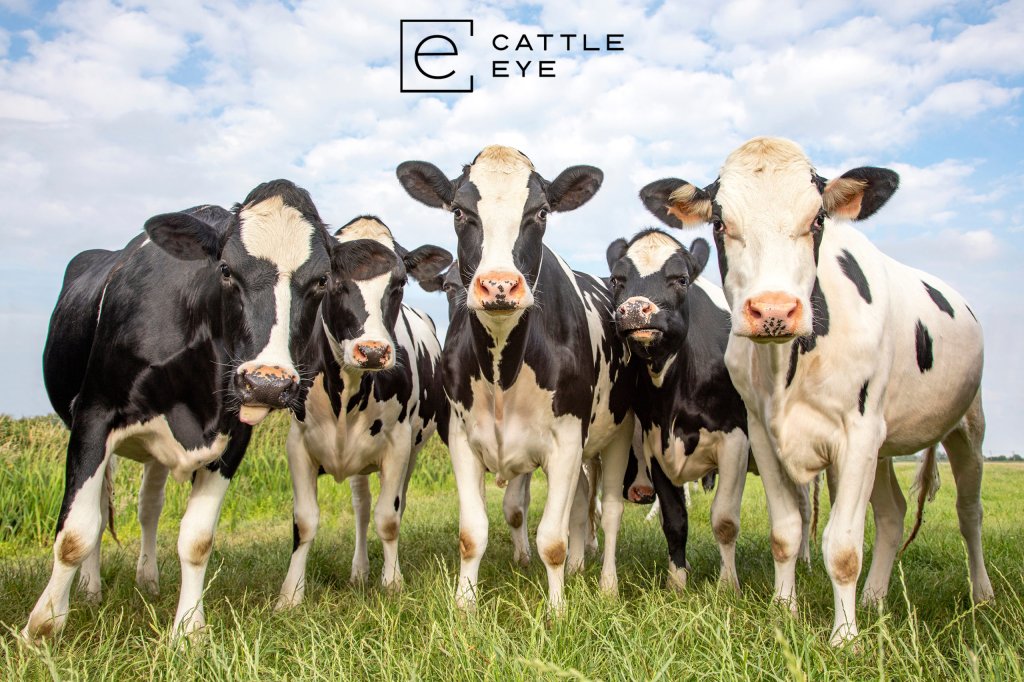 CattleEye approved for use on Arla 360 UK Dairies