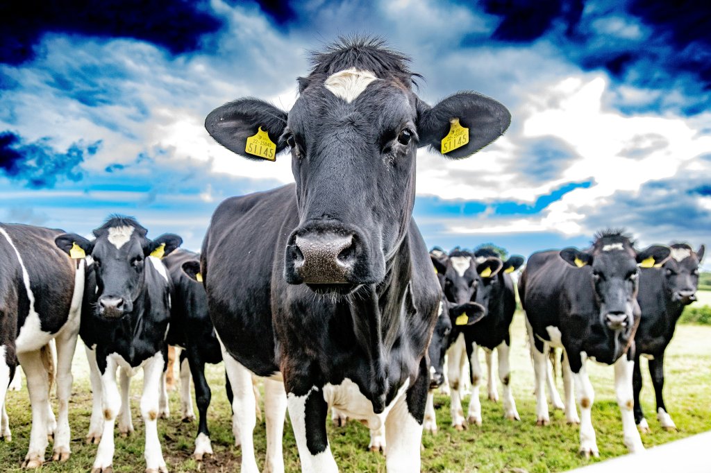 CattleEye Partners with M&S to Roll Out AI Welfare Monitoring Across Entire Dairy Supply